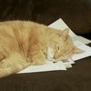 kittykrause